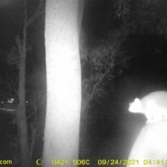 Pseudocheirus peregrinus (Common Ringtail Possum) at Baranduda, VIC - 23 Sep 2021 by DMeco