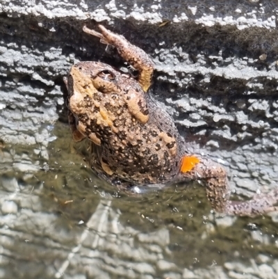 Uperoleia laevigata (Smooth Toadlet) at Molonglo Valley, ACT - 4 Jan 2022 by AaronClausen