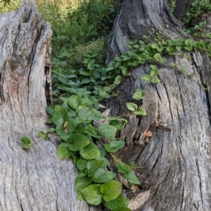 Vinca major at Hackett, ACT - 3 Jan 2022