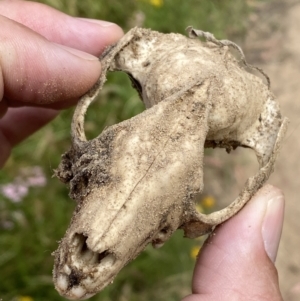 Trichosurus vulpecula at Jerrabomberra, NSW - 4 Jan 2022