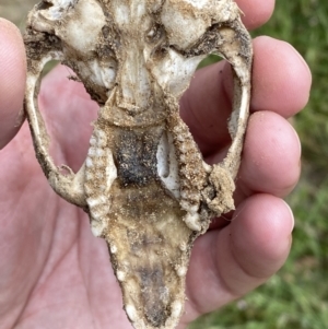 Trichosurus vulpecula at Jerrabomberra, NSW - 4 Jan 2022