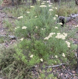 Cassinia longifolia at Googong, NSW - 4 Jan 2022 07:58 AM