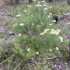 Cassinia longifolia (Shiny Cassinia, Cauliflower Bush) at Googong, NSW - 3 Jan 2022 by Steve_Bok