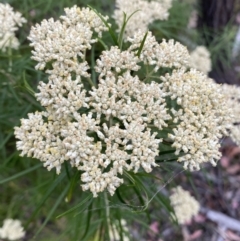 Cassinia longifolia at Googong, NSW - 4 Jan 2022