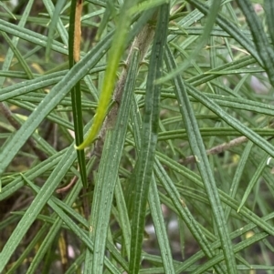 Cassinia longifolia at Googong, NSW - 4 Jan 2022 07:58 AM