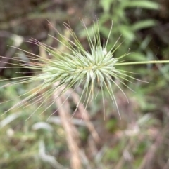 Echinopogon sp. (Hedgehog Grass) at Jerrabomberra, NSW - 3 Jan 2022 by Steve_Bok