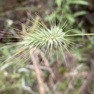 Echinopogon sp. at Jerrabomberra, NSW - 4 Jan 2022
