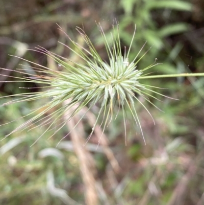 Echinopogon sp. (Hedgehog Grass) at Jerrabomberra, NSW - 3 Jan 2022 by Steve_Bok