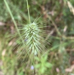 Echinopogon sp. at Jerrabomberra, NSW - 4 Jan 2022