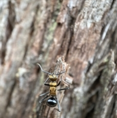 Polyrhachis semiaurata (A golden spiny ant) at Jerrabomberra, NSW - 4 Jan 2022 by SteveBorkowskis