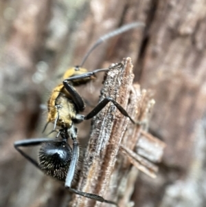 Polyrhachis semiaurata at Jerrabomberra, NSW - 4 Jan 2022 08:44 AM