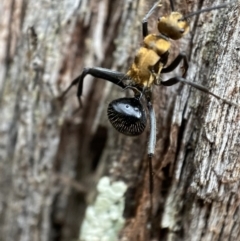 Polyrhachis semiaurata at Jerrabomberra, NSW - 4 Jan 2022 08:44 AM