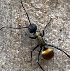 Polyrhachis ammon (Golden-spined Ant, Golden Ant) at Jerrabomberra, NSW - 3 Jan 2022 by Steve_Bok