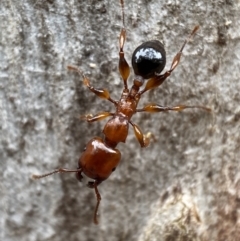 Podomyrma gratiosa (Muscleman tree ant) at Jerrabomberra, NSW - 4 Jan 2022 by SteveBorkowskis