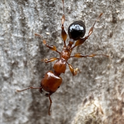 Podomyrma gratiosa (Muscleman tree ant) at Jerrabomberra, NSW - 4 Jan 2022 by SteveBorkowskis