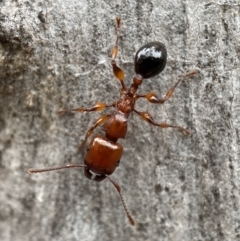 Podomyrma gratiosa at Jerrabomberra, NSW - 4 Jan 2022