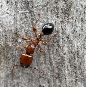 Podomyrma gratiosa at Jerrabomberra, NSW - 4 Jan 2022 08:50 AM