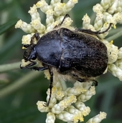 Bisallardiana gymnopleura (Brown flower chafer) at Jerrabomberra, NSW - 3 Jan 2022 by Steve_Bok