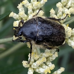 Bisallardiana gymnopleura at Jerrabomberra, NSW - 4 Jan 2022