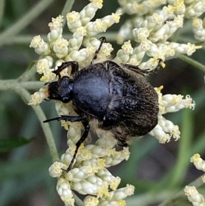 Bisallardiana gymnopleura at Jerrabomberra, NSW - 4 Jan 2022