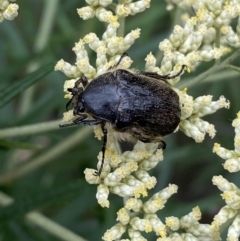 Bisallardiana gymnopleura at Jerrabomberra, NSW - 4 Jan 2022