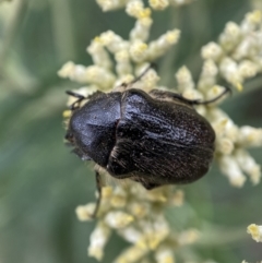 Bisallardiana gymnopleura at Jerrabomberra, NSW - 4 Jan 2022