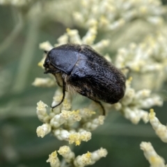 Bisallardiana gymnopleura at Jerrabomberra, NSW - 4 Jan 2022