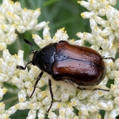 Bisallardiana gymnopleura (Brown flower chafer) at Jerrabomberra, NSW - 4 Jan 2022 by SteveBorkowskis