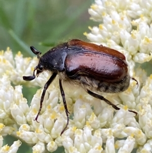 Bisallardiana gymnopleura at Jerrabomberra, NSW - 4 Jan 2022