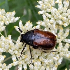 Bisallardiana gymnopleura at Jerrabomberra, NSW - 4 Jan 2022