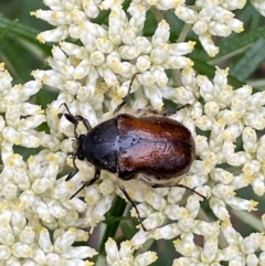 Bisallardiana gymnopleura at Jerrabomberra, NSW - 4 Jan 2022