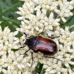 Bisallardiana gymnopleura at Jerrabomberra, NSW - 4 Jan 2022