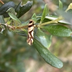 Macrobathra desmotoma ( A Cosmet moth) at Jerrabomberra, NSW - 4 Jan 2022 by SteveBorkowskis