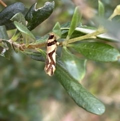 Macrobathra desmotoma ( A Cosmet moth) at Jerrabomberra, NSW - 3 Jan 2022 by Steve_Bok