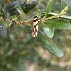 Macrobathra desmotoma at Jerrabomberra, NSW - 4 Jan 2022