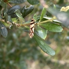 Macrobathra desmotoma at Jerrabomberra, NSW - 4 Jan 2022