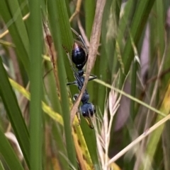 Myrmecia tarsata (Bull ant or Bulldog ant) at Jerrabomberra, NSW - 4 Jan 2022 by SteveBorkowskis