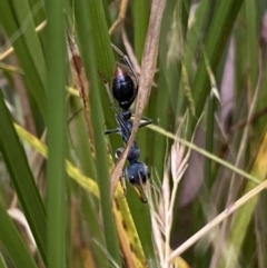 Myrmecia tarsata (Bull ant or Bulldog ant) at QPRC LGA - 3 Jan 2022 by Steve_Bok