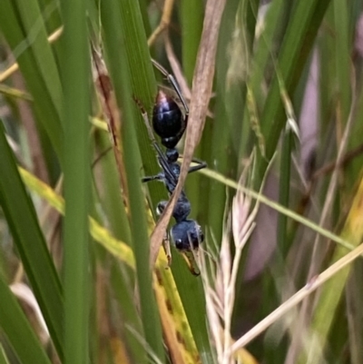 Myrmecia tarsata (Bull ant or Bulldog ant) at QPRC LGA - 3 Jan 2022 by Steve_Bok