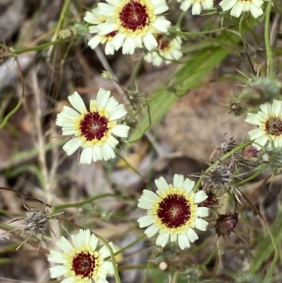 Tolpis barbata (Yellow Hawkweed) at Jerrabomberra, NSW - 4 Jan 2022 by SteveBorkowskis