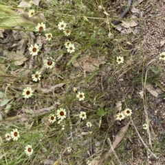 Tolpis barbata at Jerrabomberra, NSW - 4 Jan 2022