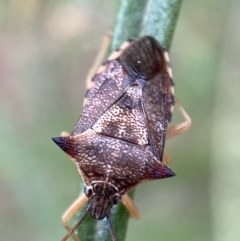 Oechalia schellenbergii (Spined Predatory Shield Bug) at Jerrabomberra, NSW - 4 Jan 2022 by SteveBorkowskis