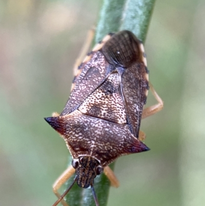 Oechalia schellenbergii (Spined Predatory Shield Bug) at Jerrabomberra, NSW - 4 Jan 2022 by SteveBorkowskis