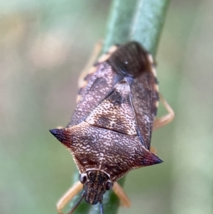 Oechalia schellenbergii at Jerrabomberra, NSW - 4 Jan 2022