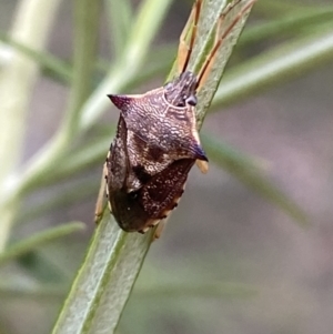 Oechalia schellenbergii at Jerrabomberra, NSW - 4 Jan 2022