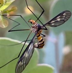 Leptotarsus (Leptotarsus) clavatus (A crane fly) at Jerrabomberra, NSW - 3 Jan 2022 by Steve_Bok