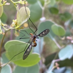 Leptotarsus (Leptotarsus) clavatus at Jerrabomberra, NSW - 4 Jan 2022