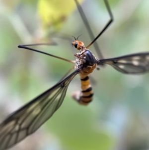 Leptotarsus (Leptotarsus) clavatus at Jerrabomberra, NSW - 4 Jan 2022