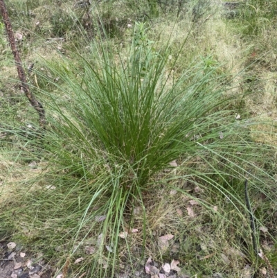 Carex appressa (Tall Sedge) at Jerrabomberra, NSW - 3 Jan 2022 by Steve_Bok