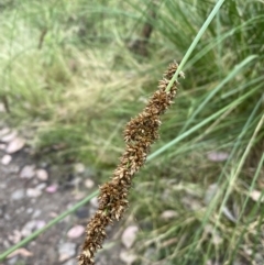 Carex appressa at Jerrabomberra, NSW - 4 Jan 2022